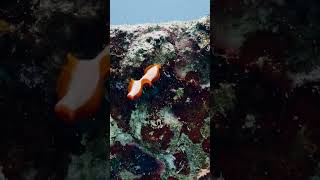 Flatwork Swims Directly into Concrete Block