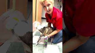 Spca Florida Rescues Pets In The Path Of Hurricane Milton