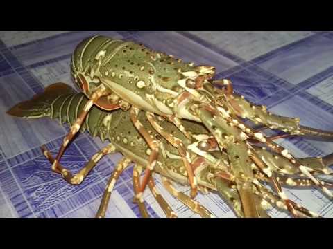 Video: Resipi Mac Dan Keju Lobster Yang Disuntik Ganja