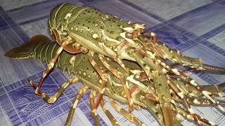 LOBSTER SHRIMP | Delicious and Nourishing Favorite Food