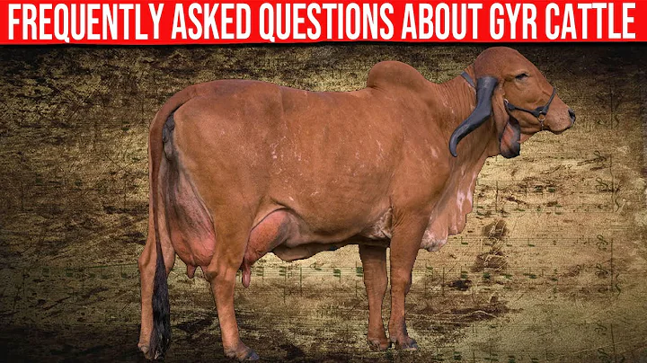 ⭕ Frequently Asked Questions About Gyr Cattle ✅  Dairy Cows