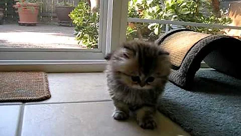 Watch the video about India, Persian kitten at large - 07.31.11