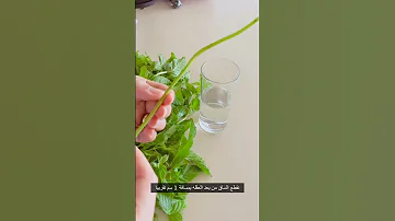 زراعة النعناع في البيت اسهل طريقه لزراعة النعناع بدون تربه زراعه بدون بذور زراعه نعناع 