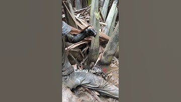 viral Mencari cacing nipah di hutan 🪱🪱#umpanjitu #umpanmancing #berpetualang #cacinglaut