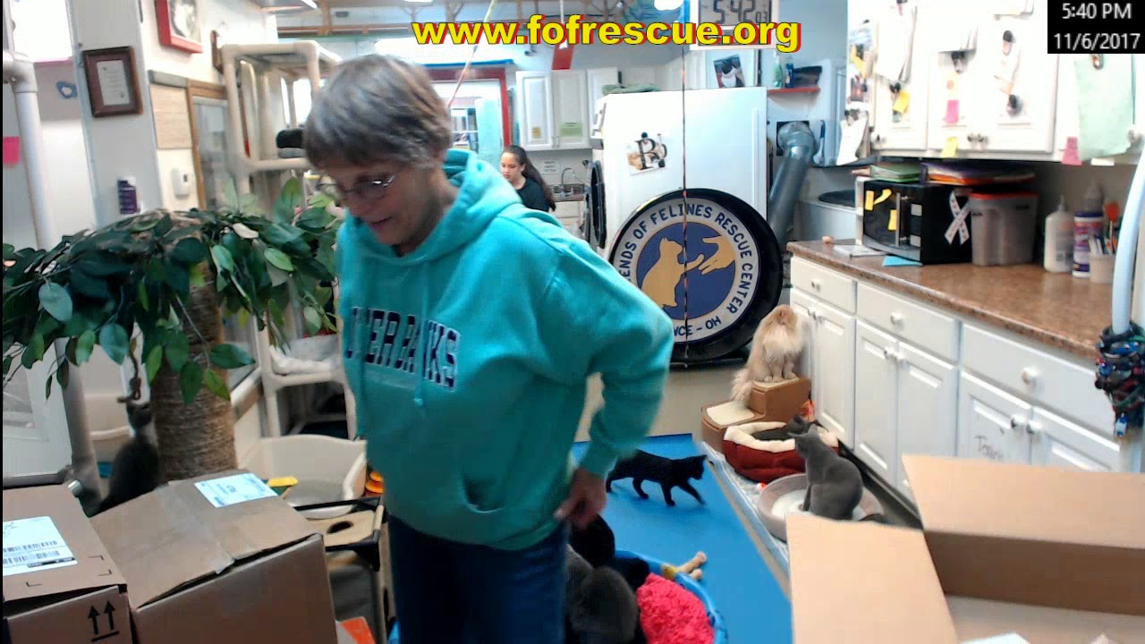 cage free vs organic eggs FFRC Boxes on 11/6/2017