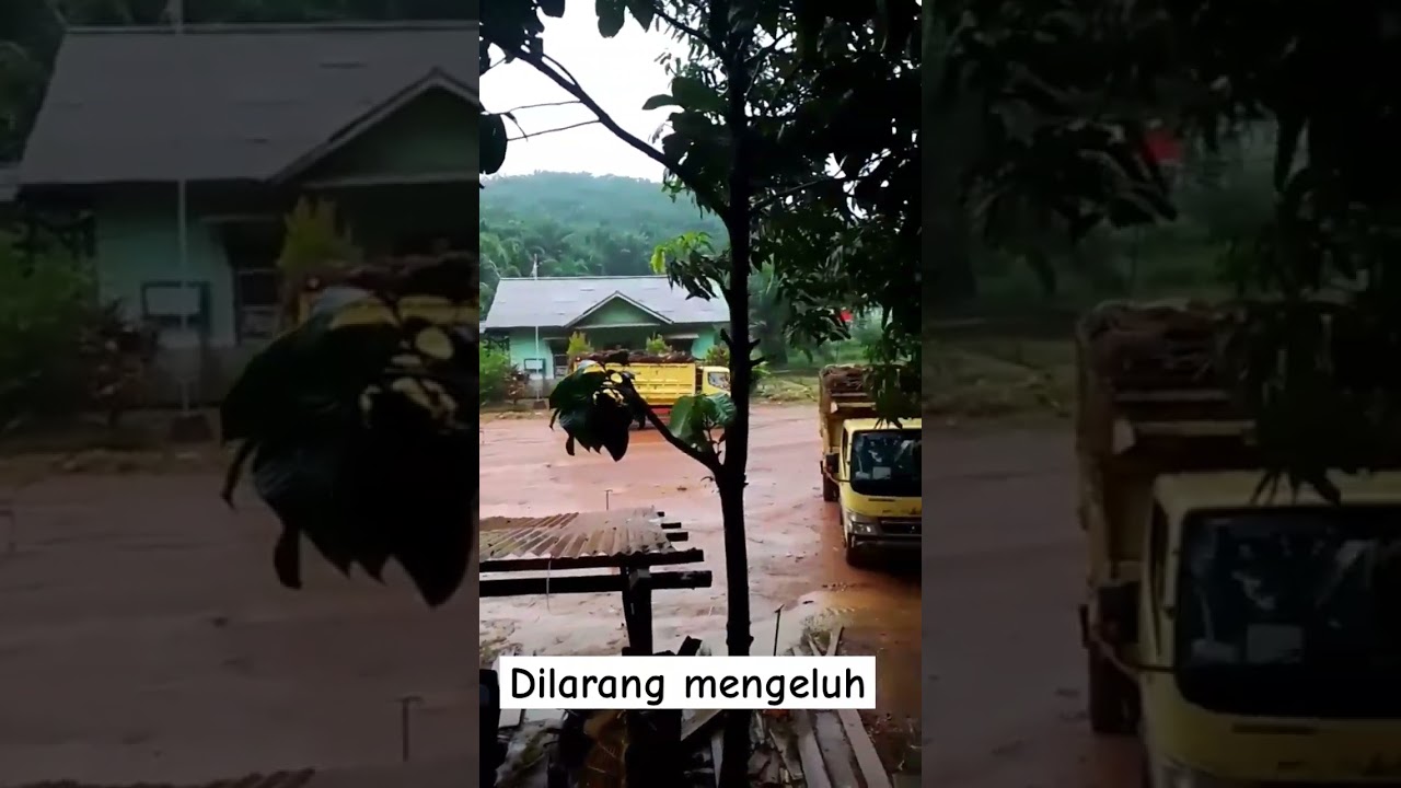 #perkebunankelapasawit