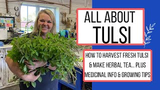 Tulsi Holy Basil - How to Harvest & Use this Medicinal Herb for Stress Relief and Mood Boost