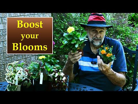 Videó: Virágok nedves kertekhez – Ismerje meg a nedves talajt kedvelő egynyári növényeket