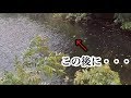【衝撃的食われる瞬間】釣った魚に・狂喰い・ビックリ映像まとめ。