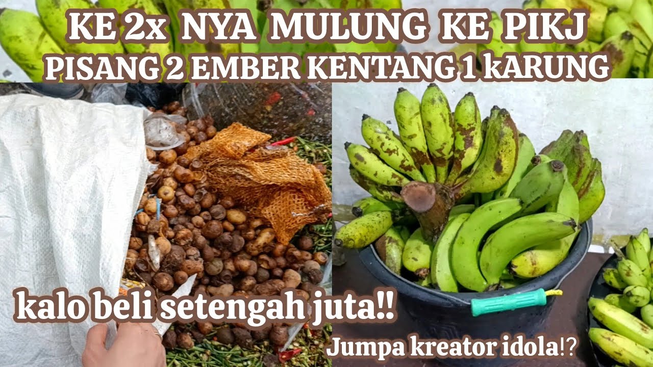 Mulung di pikj gak main2 hasilnya pisang 2 ember‼️kentang 1 karung #mariles #mulung #vidio #berkah 