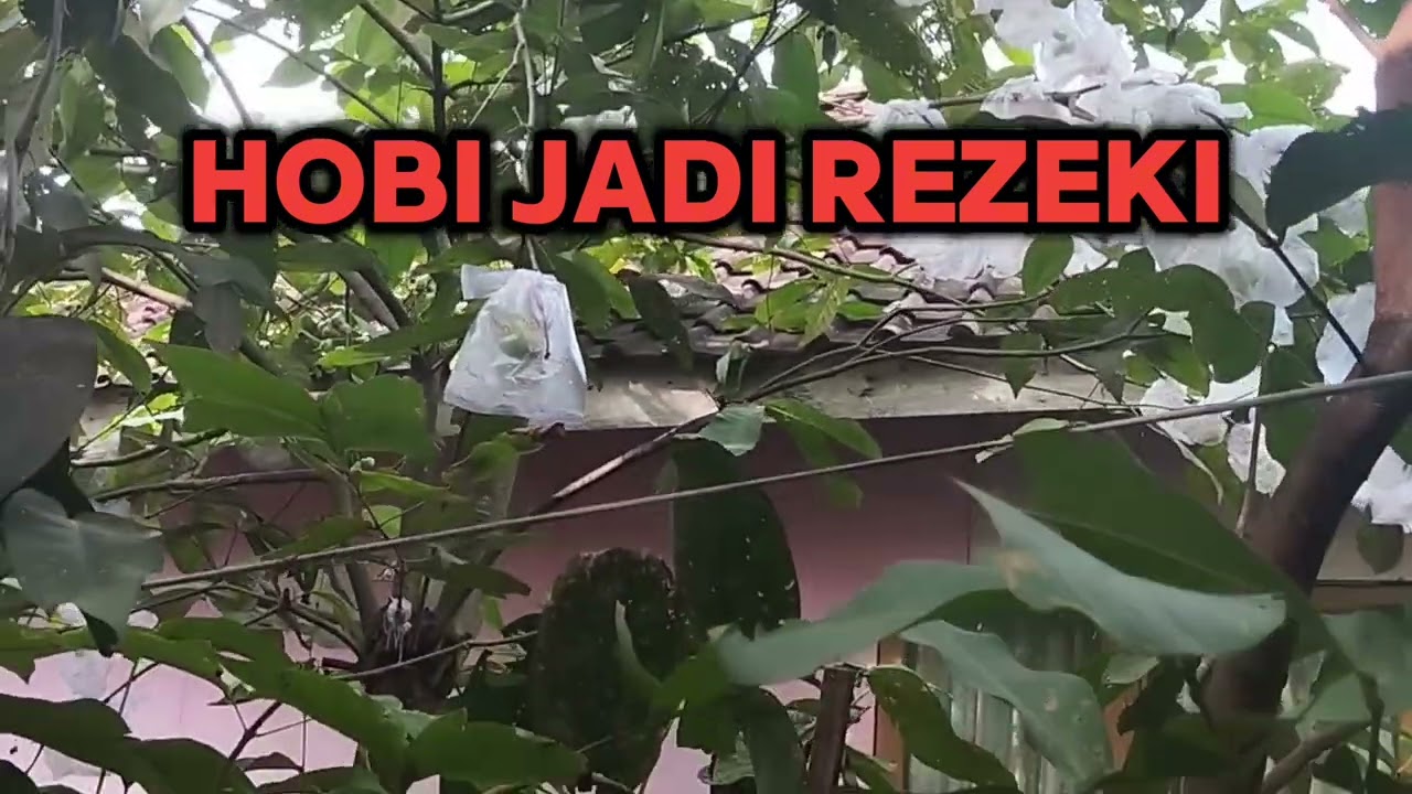 Hasil Mengikuti Pak Saipul Annuar, S.P