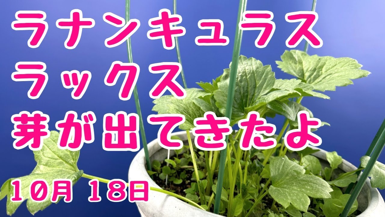 ラナンキュラス #ラックス 芽が出始めました 10月の管理 2024年10月18