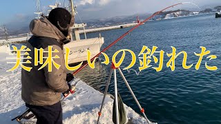 【余市港ホッケ】釣り初心者の大学生2人が気ままに投げ釣りする動画。（撮影日:2021年2月24日）
