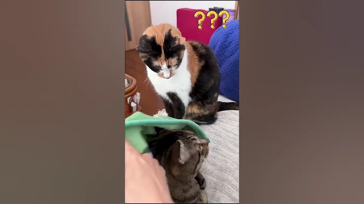 Video 11811621: laugh pets funny cat, cat pets cute animals, cat fight funny, enjoys cute funny cat