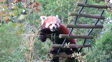 Discover the Secret Life of Giant Pandas – Nature’s Gentle Giants! 🌿