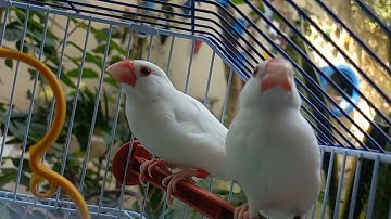 Java sapprow || white sapprow breeding pair #birds #javasparrow #foryou #finches