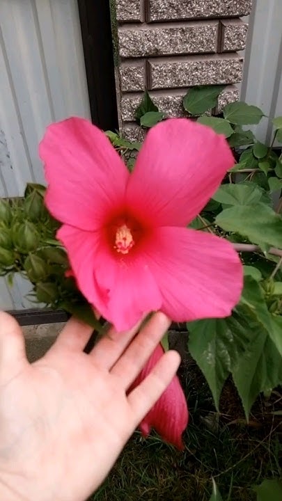 Гибискус травовидный 22 июля 2024 #garden #сад - YouTube