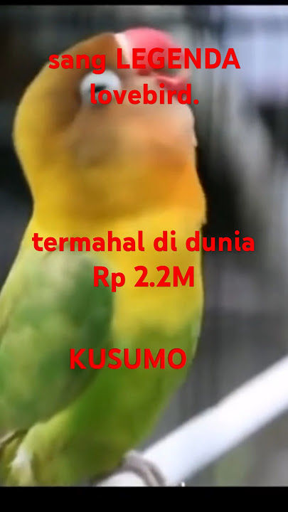 pesona lovebird KUSUMO,sang legenda yg pernah ada.#lovebirds #kicaumania
