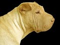 Порода собак - Китайский Шар-Пей.Интересные факты которые Вы могли не знать о любимом животном 2020