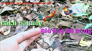 Bẫy Gà Rừng l Hướng Dẫn Cách Cắm Bẫy Gà Rừng Hiệu Quả Nhất
