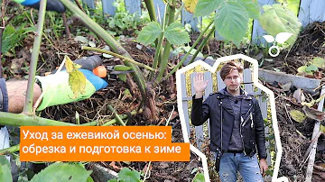 Уход за ежевикой осенью: обрезка и подготовка к зиме