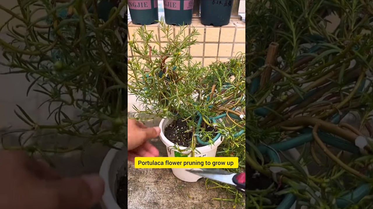 Unique power grow up Portulaca flower with tips pruning daily #shorts #viralvideo #plants #flowers