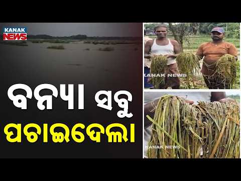 ଶହଶହ ହେକ୍ଟର ଚାଷ ଜମି ଜଳମଗ୍ନ | Flood Devastates Basta Farmers! Hundreds Of Hectares Under Water