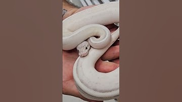 LEOPARD CINNAMON PUMA #ballpython