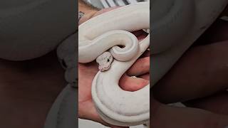 LEOPARD CINNAMON PUMA #ballpython
