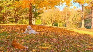 Relaxing Autumn Piano & Guitar PlaylistDog and Cat in a Ghibli Autumn Garden