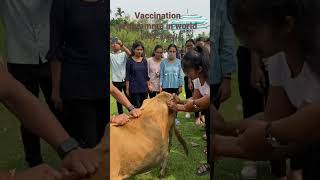 VFA trainee giving injection/vaccination to animal in World veterinary day .:2023 screenshot 2