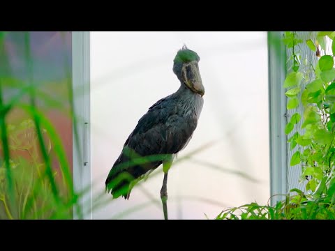 Редкие птицы китоглавы поселились в Московском зоопарке