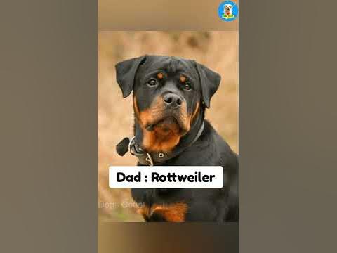 Rottweiler ️ Labrador Mix Breed😱🐶 | #shorts #dogs #Cutedogs #puppies