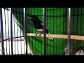 Masteran Kacer Ngoceh Suara Jernih Mp3 - Mp4 Download