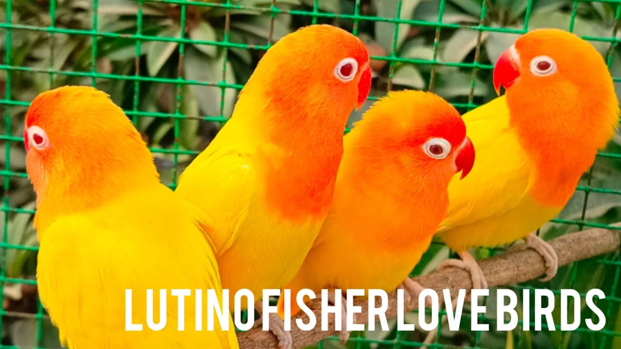 Lutino Fisher Love Birds in My AviaryLutino FisherNew Bird SetupHigh