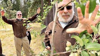 Don't Prune Fruit Trees Until You Watch This - Raintree