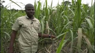 La douceur de la culture de la canne à sucre avec Nicolas Touko. Balade d'un après midi au champ