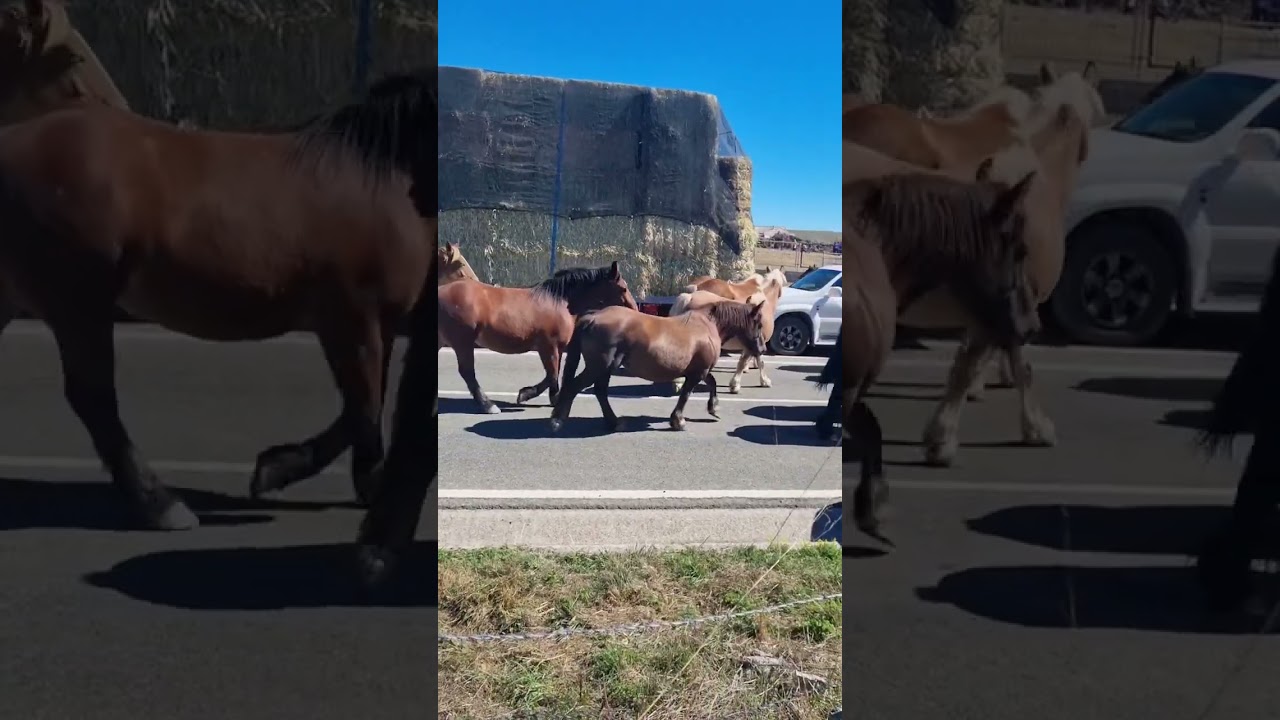 Feria de San Mateo en Reinosa. Van llegando ya los animales.