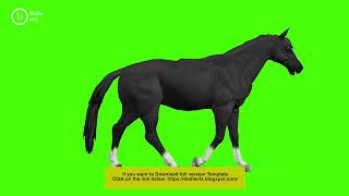 Green Screen Horse | Horse Running | Horse Walking | White Horse | Horse Green Screen footage