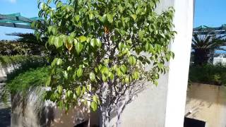 Micromax canvas 5 E481 camera review