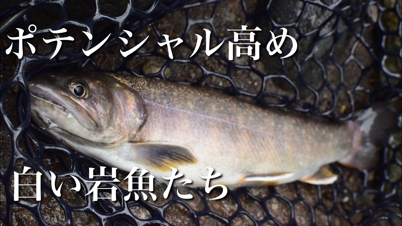 渓流ルアー ポテンシャル高めな白岩魚たち 源流ルアーの旅 Youtube