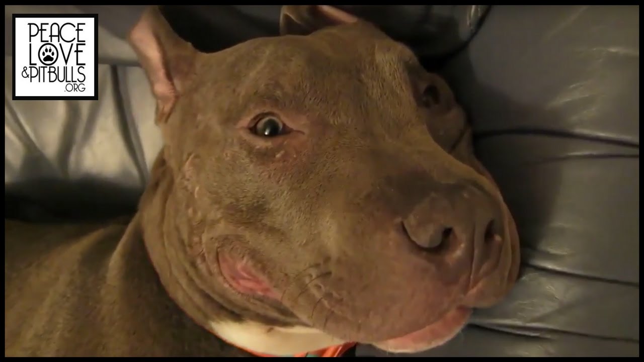 Adorable Snoring Pit Bull - YouTube