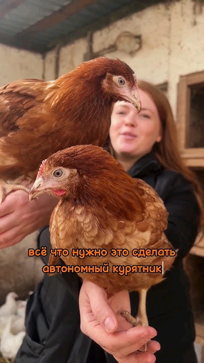 КАК СОДЕРЖАТЬ КУРИЦ НА ДАЧЕ И ПРИЕЗЖАТЬ 1 РАЗ В НЕДЕЛЮ - YouTube