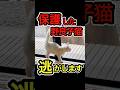 【もう限界】保護した野良猫を逃がそうと… #shorts