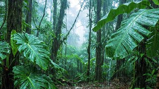 Sleep Instantly with Heavy Rain Sounds on Forest Leaves 🌧️