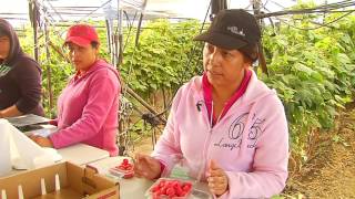 Las berries de Jalisco