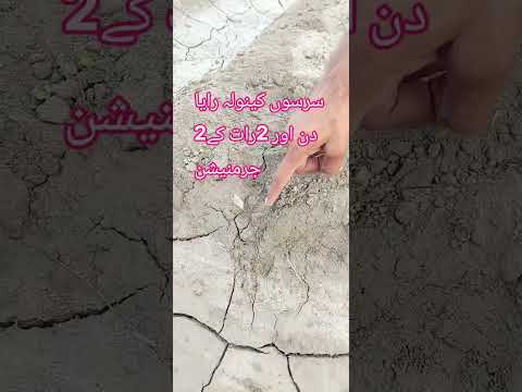 Canola Sarson Raya Ki Zabardast Germination | 2 Din Aur 2 Raat Ke Baad | Beds Par Kasht
