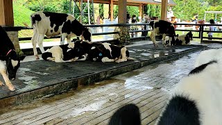 Sapi Cimory Sobat Gana