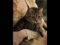 How to Turn a Character Reference Sheet into an AI Video (GPT Image 2 + Seedance 2.0) — Modellix