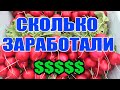 Редис осенью СКОЛЬКО ЗАРАБОТАЛИ ? Полный итог !